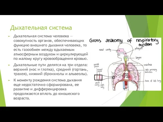 Дыхательная система Дыхательная система человека — совокупность органов, обеспечивающих функцию внешнего