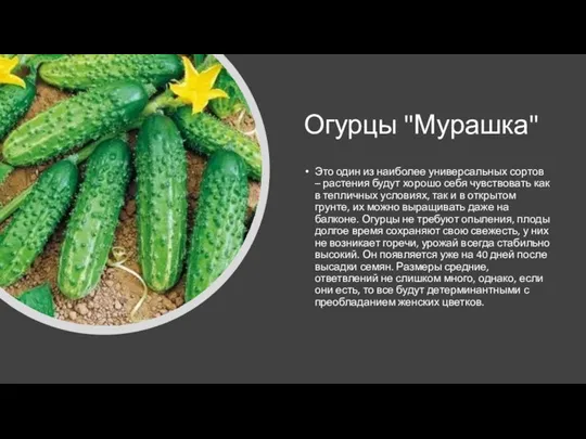 Огурцы "Мурашка" Это один из наиболее универсальных сортов – растения будут