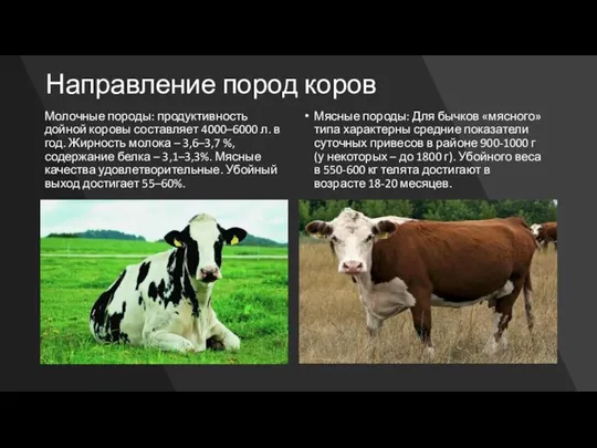 Направление пород коров Молочные породы: продуктивность дойной коровы составляет 4000–6000 л.