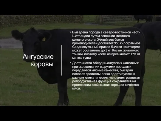 Ангусские коровы Выведена порода в северо-восточной части Шотландии путем селекции местного