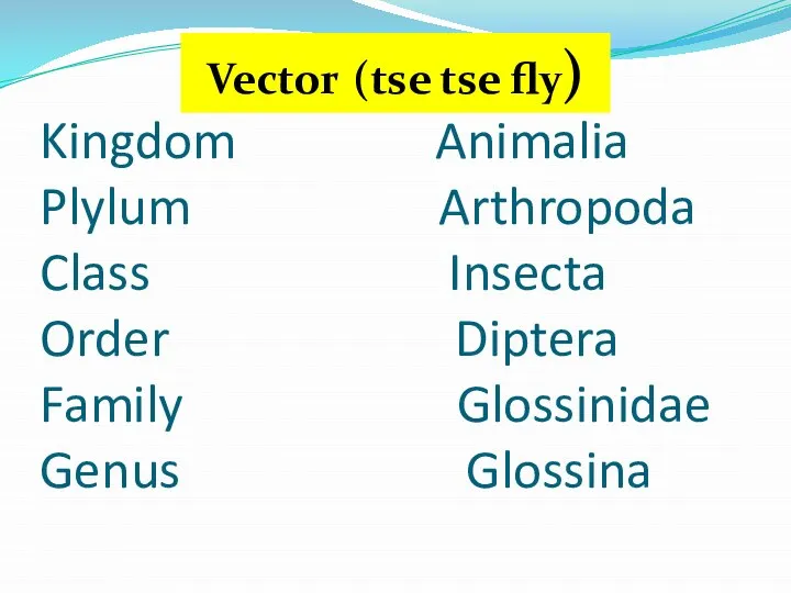 Kingdom Animalia Plylum Arthropoda Class Insecta Order Diptera Family Glossinidae Genus Glossina Vector (tse tse fly)