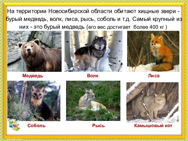 На территории Новосибирской области обитают хищные звери - бурый медведь, волк,