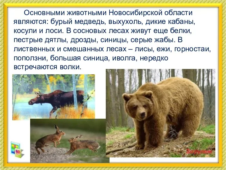 Основными животными Новосибирской области являются: бурый медведь, выхухоль, дикие кабаны, косули