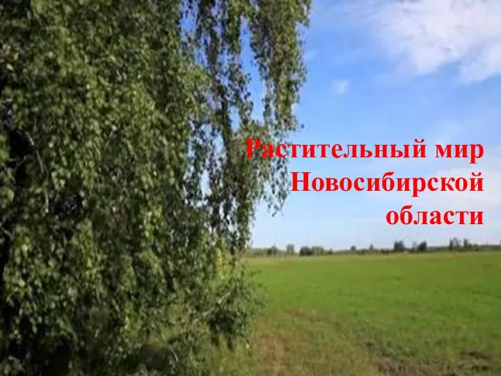 Растительный мир Новосибирской области