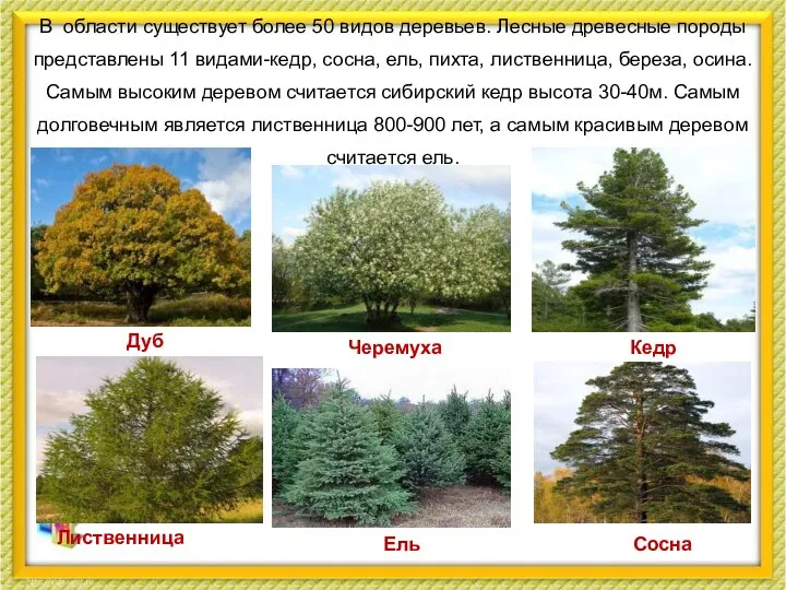 В области существует более 50 видов деревьев. Лесные древесные породы представлены