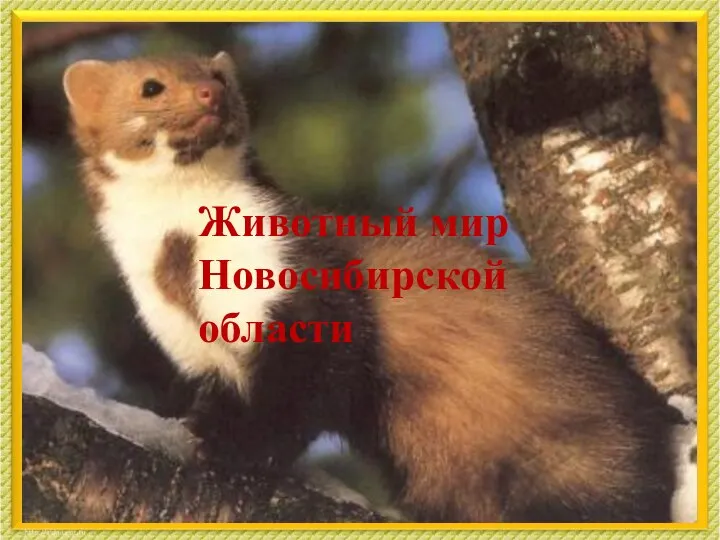Животный мир Новосибирской области