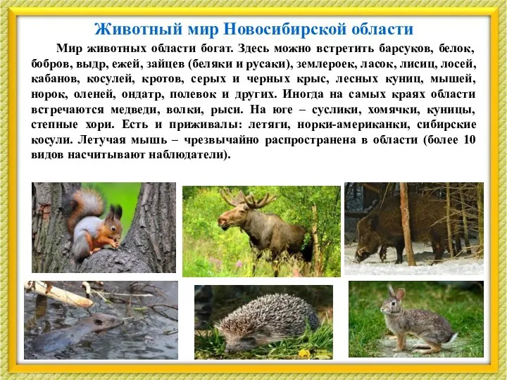 Животный мир Новосибирской области Мир животных области богат. Здесь можно встретить