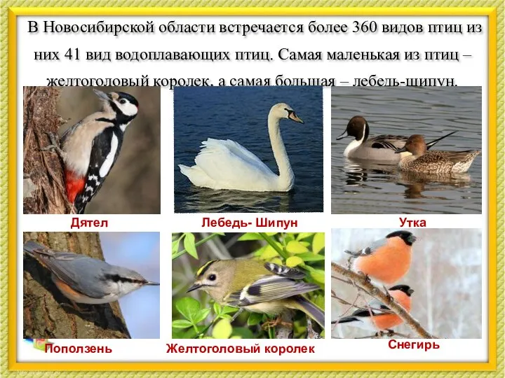 В Новосибирской области встречается более 360 видов птиц из них 41
