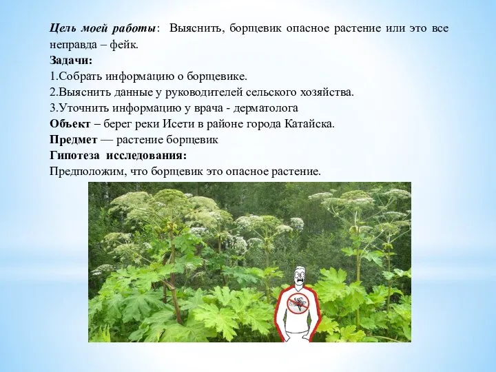 Цель моей работы: Выяснить, борщевик опасное растение или это все неправда