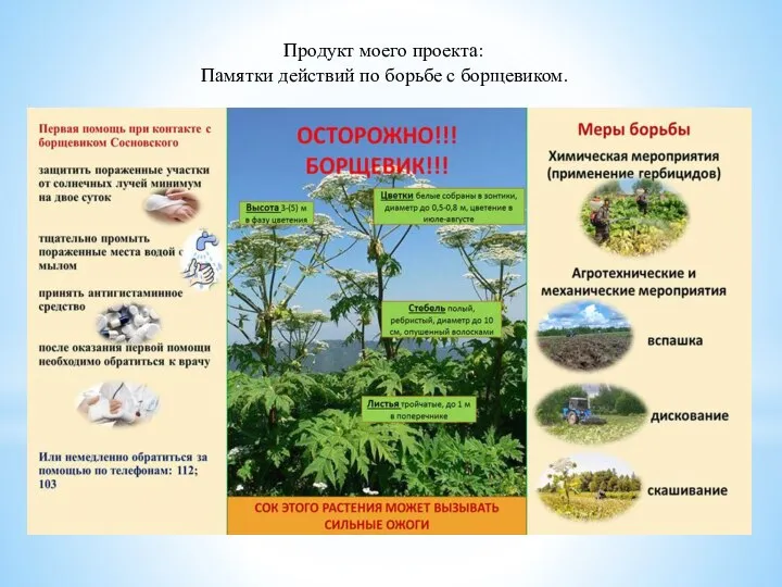 Продукт моего проекта: Памятки действий по борьбе с борщевиком.