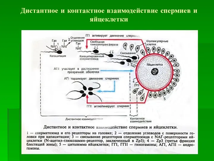 Дистантное и контактное взаимодействие спермиев и яйцеклетки