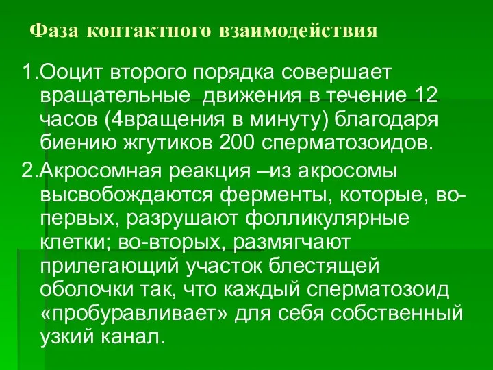 Фаза контактного взаимодействия 1.Ооцит второго порядка совершает вращательные движения в течение