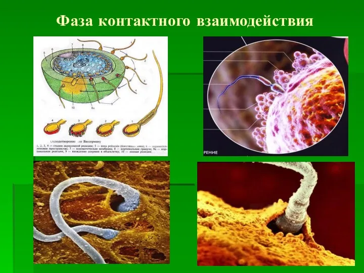 Фаза контактного взаимодействия