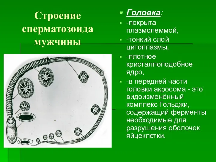 Строение сперматозоида мужчины Головка: -покрыта плазмолеммой, -тонкий слой цитоплазмы, -плотное кристаллоподобное