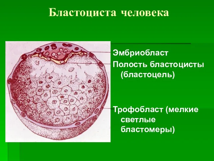 Бластоциста человека Эмбриобласт Полость бластоцисты (бластоцель) Трофобласт (мелкие светлые бластомеры)