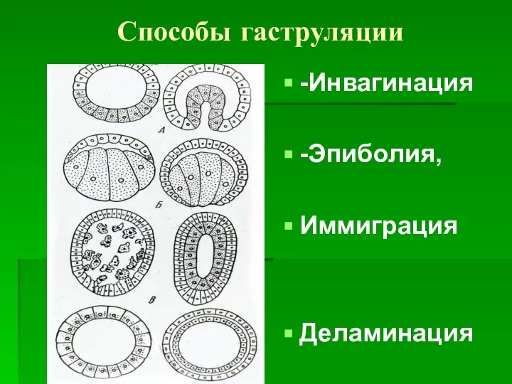 Способы гаструляции -Инвагинация -Эпиболия, Иммиграция Деламинация