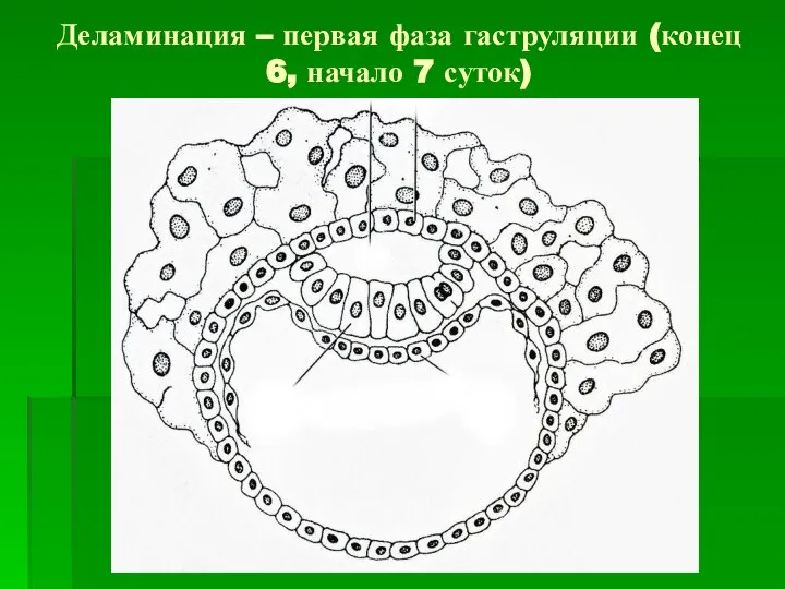 Деламинация – первая фаза гаструляции (конец 6, начало 7 суток)