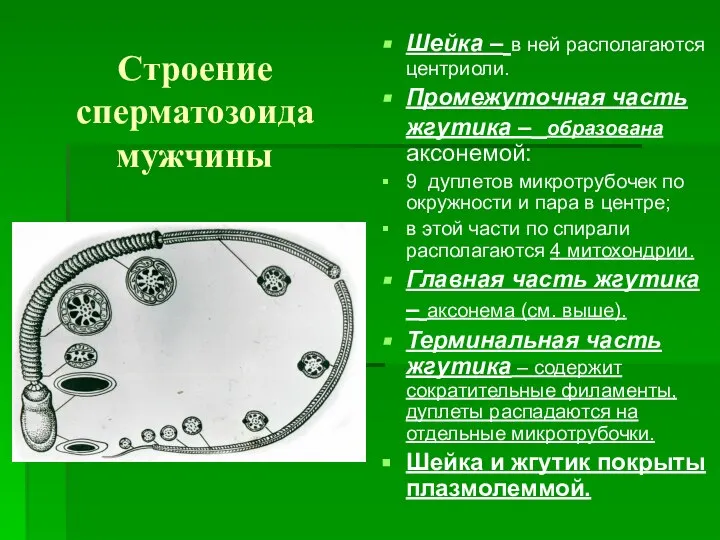 Строение сперматозоида мужчины Шейка – в ней располагаются центриоли. Промежуточная часть