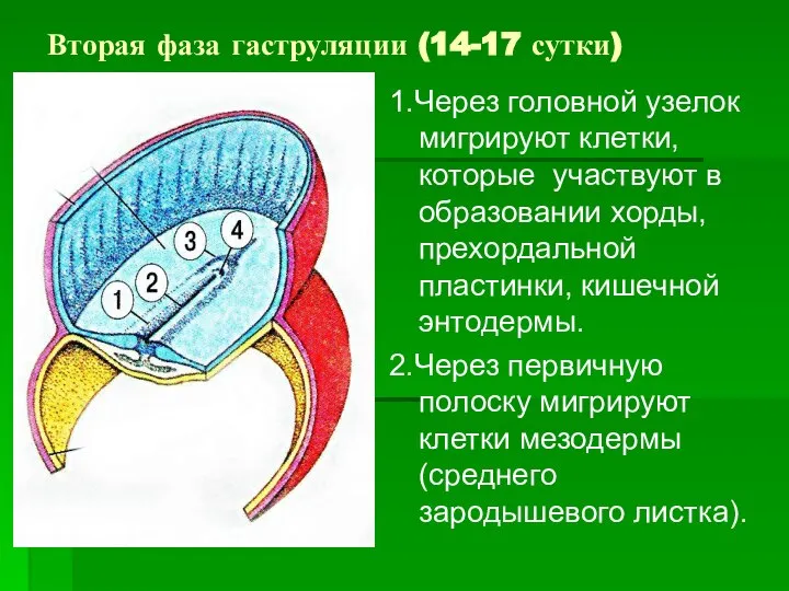 Вторая фаза гаструляции (14-17 сутки) 1.Через головной узелок мигрируют клетки, которые