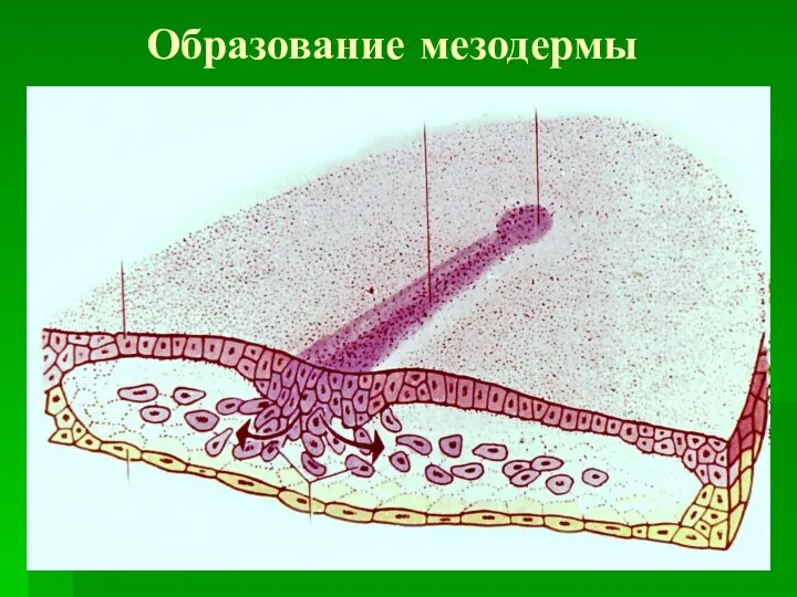 Образование мезодермы