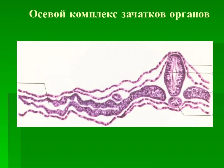 Осевой комплекс зачатков органов