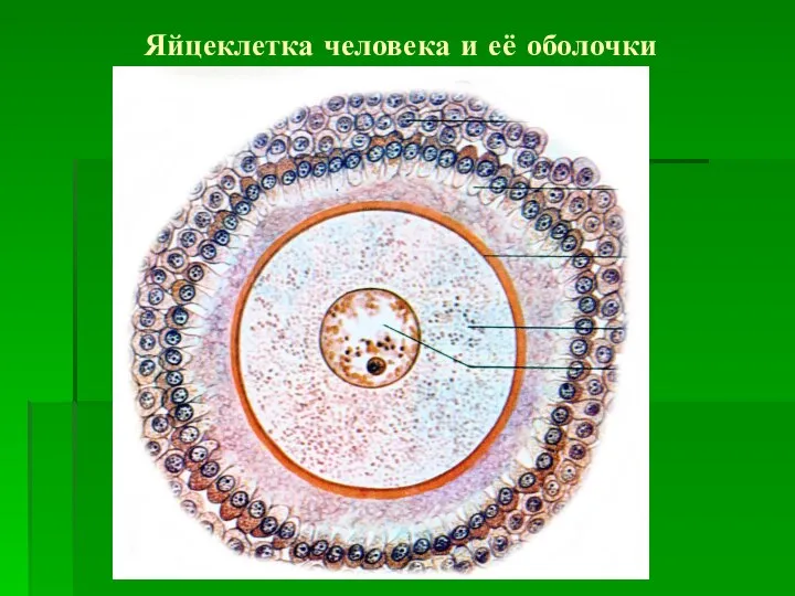 Яйцеклетка человека и её оболочки