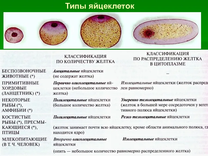 Типы яйцеклеток