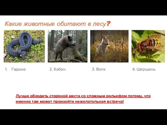 Какие животные обитают в лесу? Гадюка Лучше обходить стороной места со