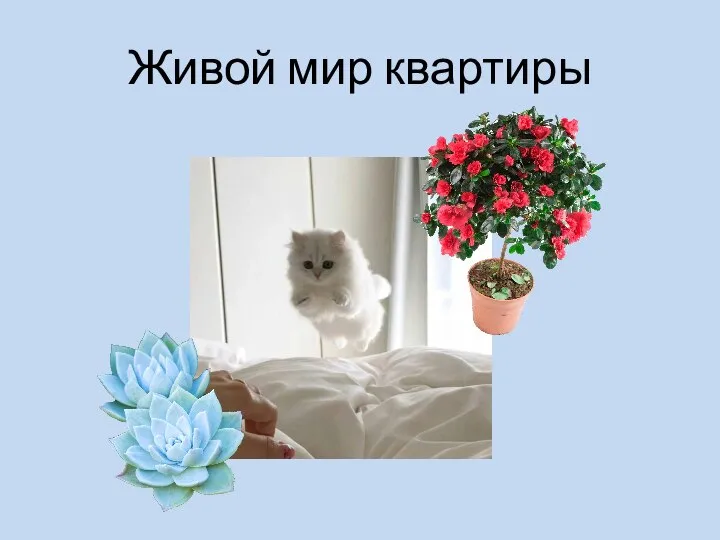 Живой мир квартиры