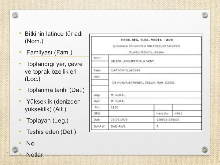 Bitkinin latince tür adı (Nom.) Familyası (Fam.) Toplandıgı yer, çevre ve