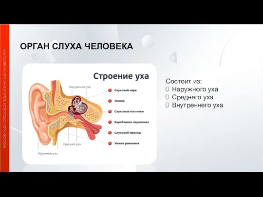 ОРГАН СЛУХА ЧЕЛОВЕКА Состоит из: Наружного уха Среднего уха Внутреннего уха