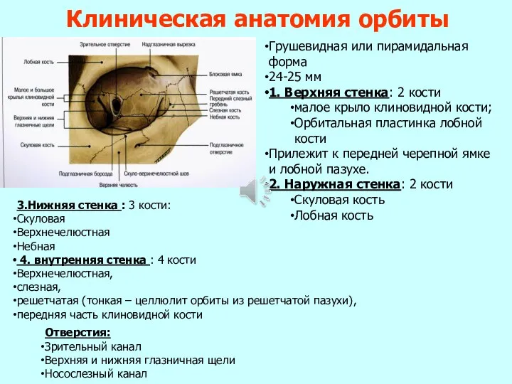 Клиническая анатомия орбиты Грушевидная или пирамидальная форма 24-25 мм 1. Верхняя
