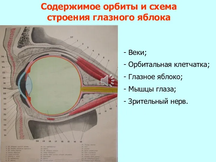 Содержимое орбиты и схема строения глазного яблока - Веки; - Орбитальная