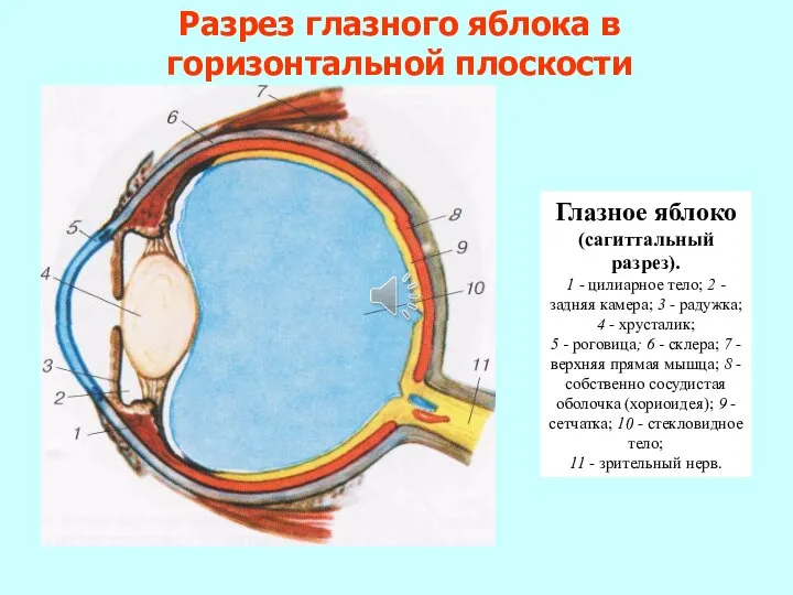 Разрез глазного яблока в горизонтальной плоскости Глазное яблоко (сагиттальный разрез). 1