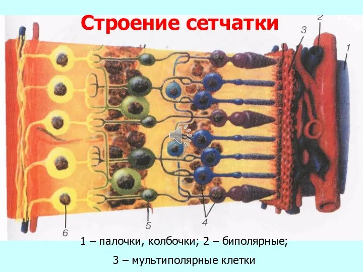 Строение сетчатки 1 – палочки, колбочки; 2 – биполярные; 3 – мультиполярные клетки
