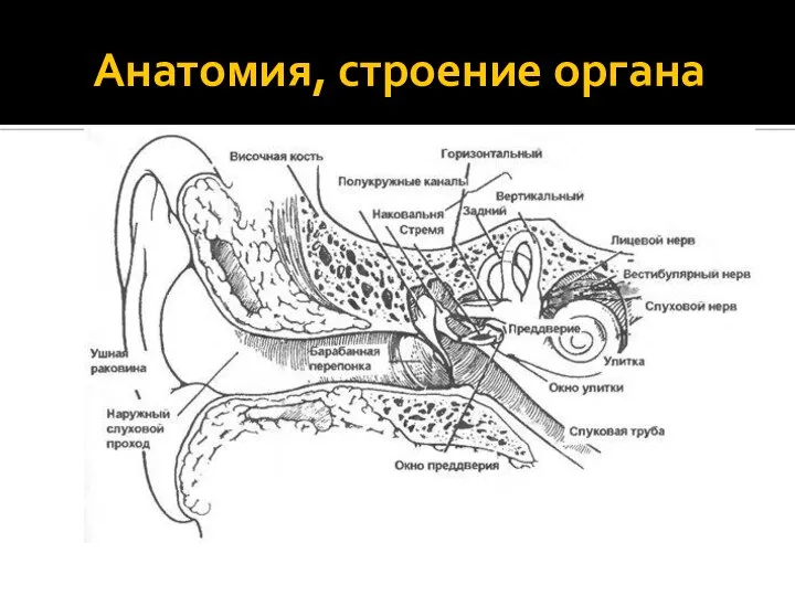 Анатомия, строение органа