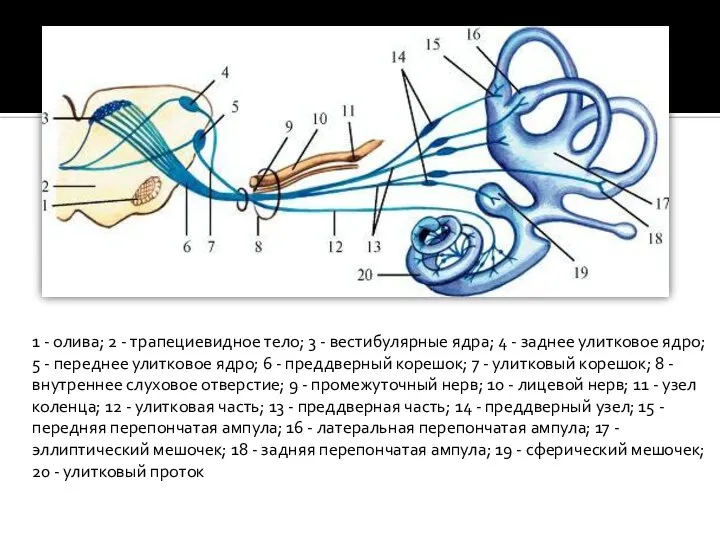 1 - олива; 2 - трапециевидное тело; 3 - вестибулярные ядра;