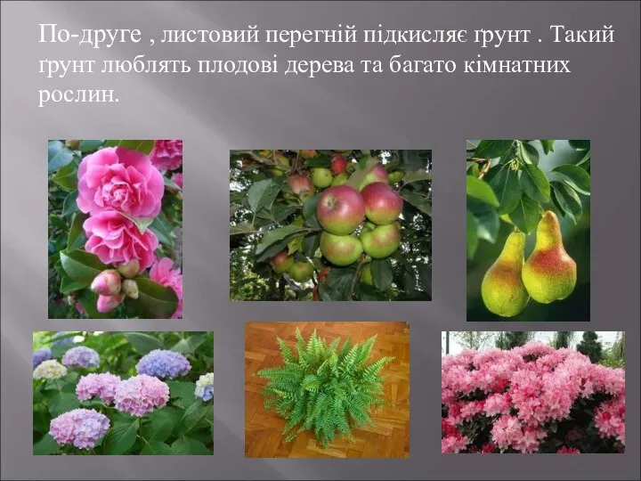 По-друге , листовий перегній підкисляє ґрунт . Такий ґрунт люблять плодові дерева та багато кімнатних рослин.