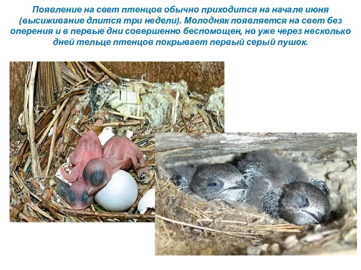 Появление на свет птенцов обычно приходится на начале июня (высиживание длится