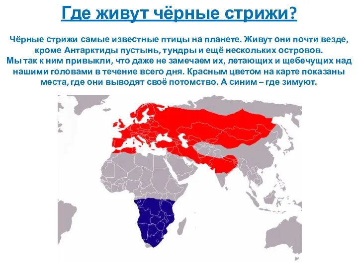 Где живут чёрные стрижи? Чёрные стрижи самые известные птицы на планете.