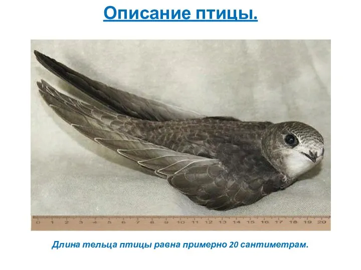 Описание птицы. Длина тельца птицы равна примерно 20 сантиметрам.
