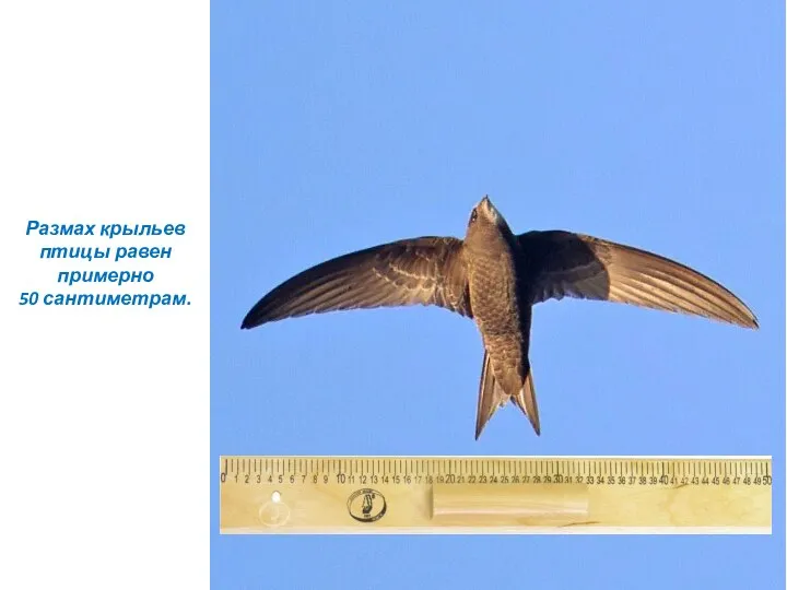 Размах крыльев птицы равен примерно 50 сантиметрам.