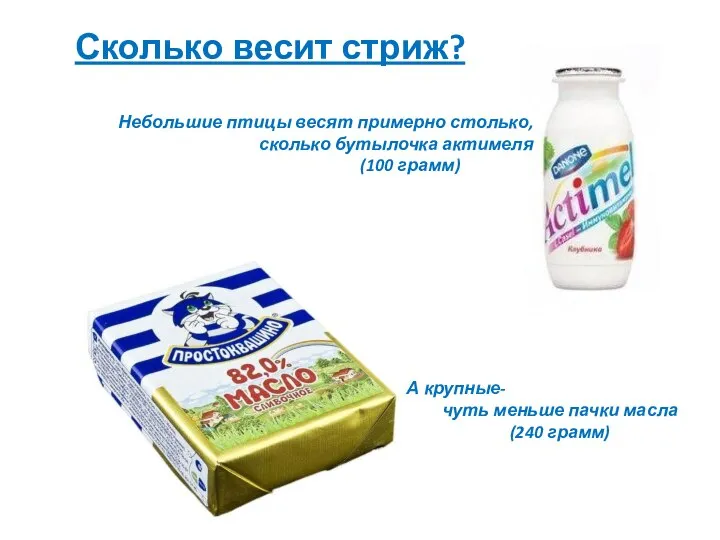 Сколько весит стриж? Небольшие птицы весят примерно столько, сколько бутылочка актимеля