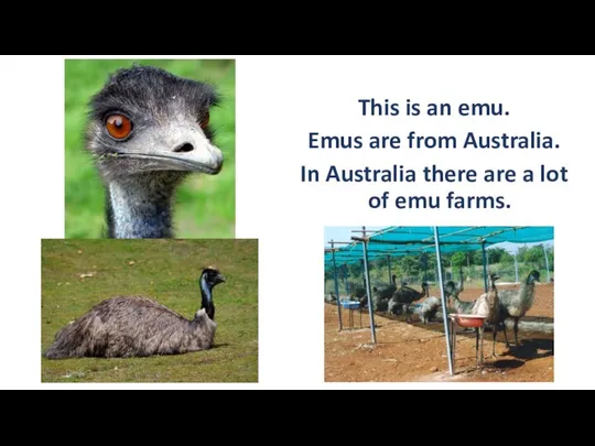 This is an emu. Emus are from Australia. In Australia there