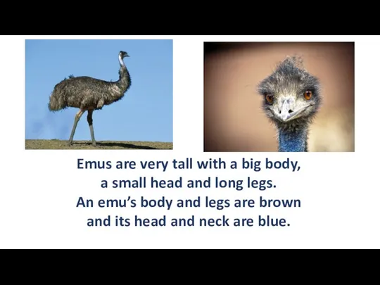 Emus are very tall with a big body, a small head