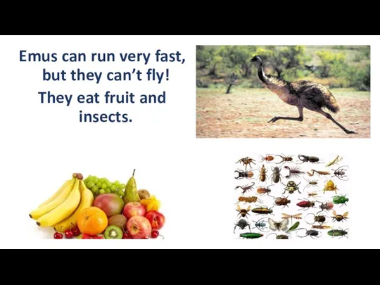 Emus can run very fast, but they can’t fly! They eat fruit and insects.