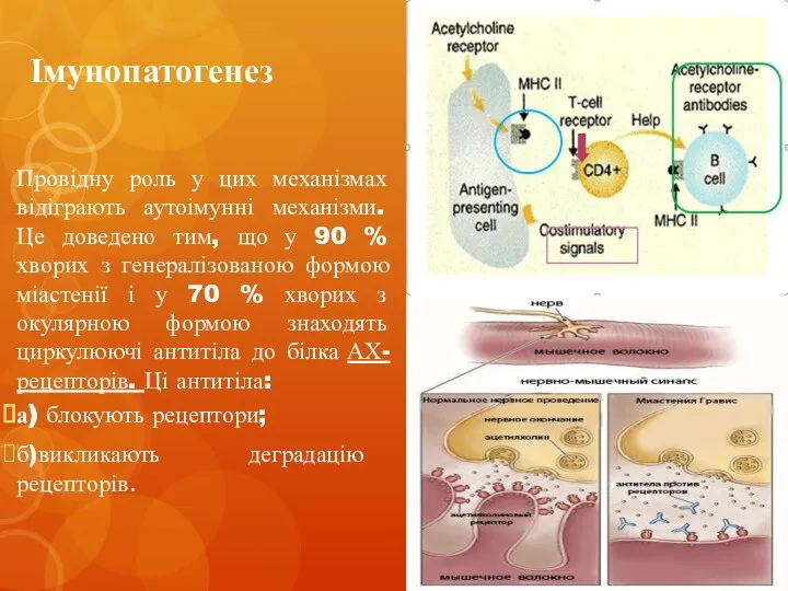 Імунопатогенез Провідну роль у цих механізмах відіграють аутоімунні механізми. Це доведено