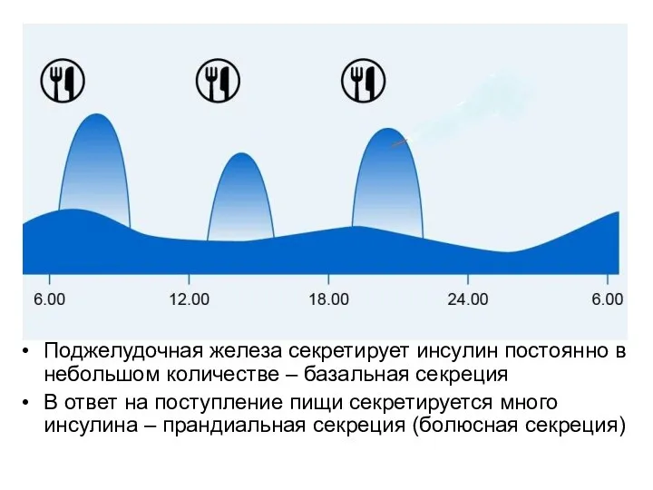 Поджелудочная железа секретирует инсулин постоянно в небольшом количестве – базальная секреция