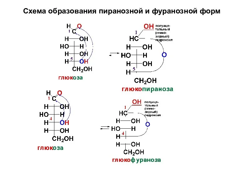 Схема образования пиранозной и фуранозной форм