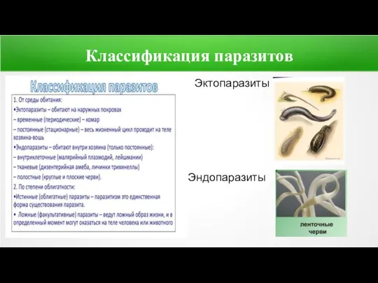 Классификация паразитов Эктопаразиты Эндопаразиты